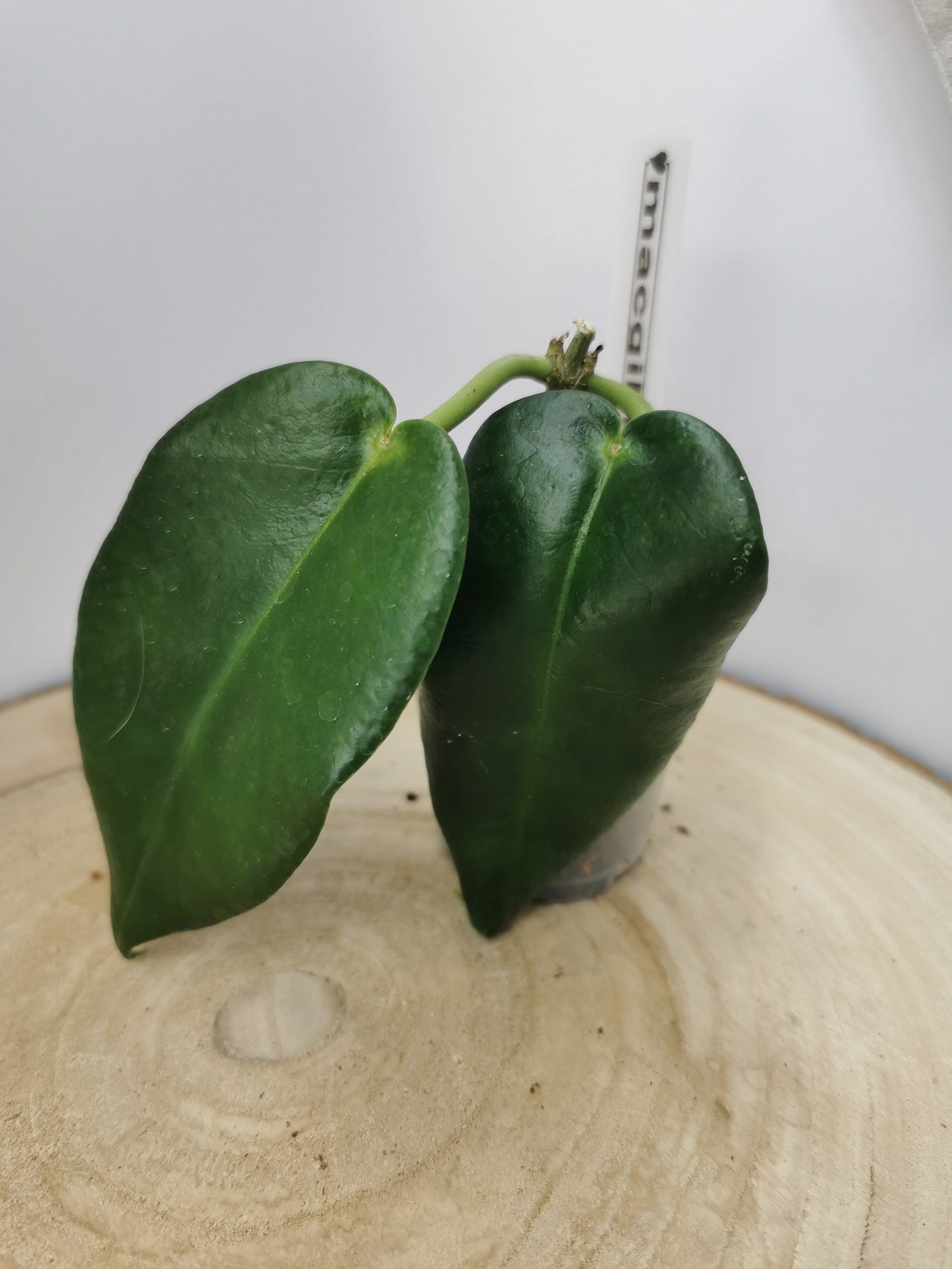 Hoya calycina "stargazer"