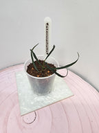Hoya stenophylla