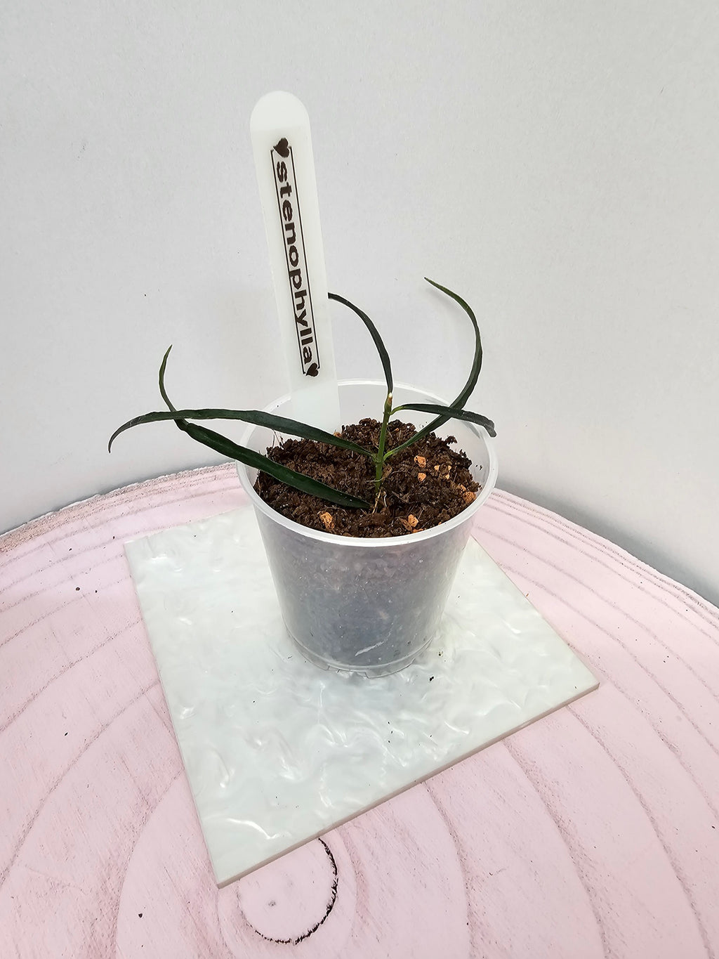 Hoya stenophylla