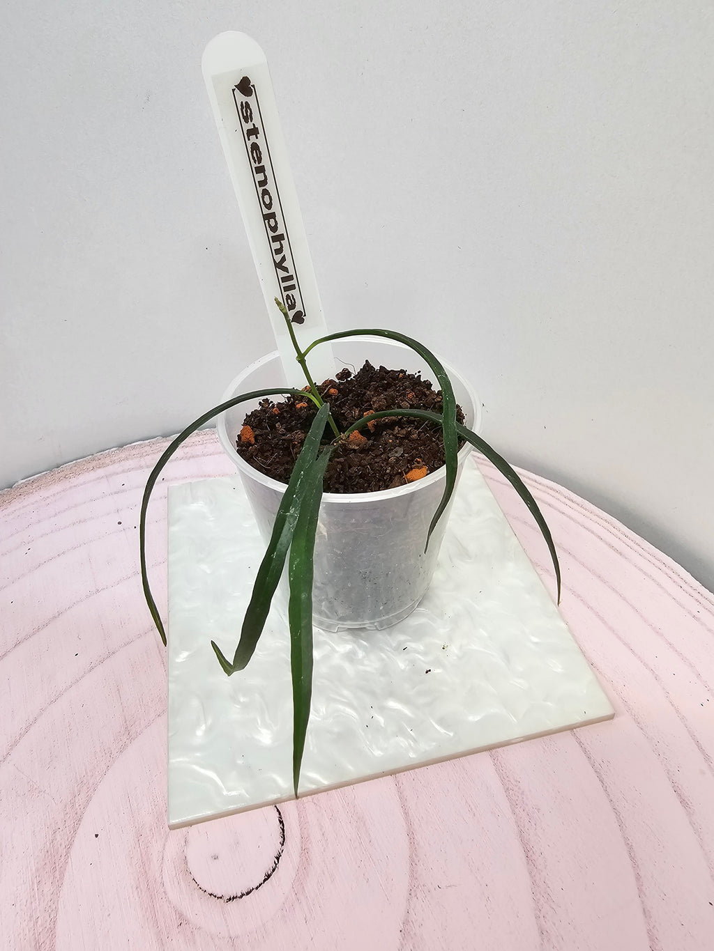Hoya stenophylla