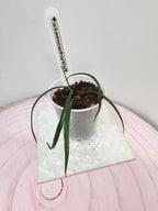 Hoya stenophylla