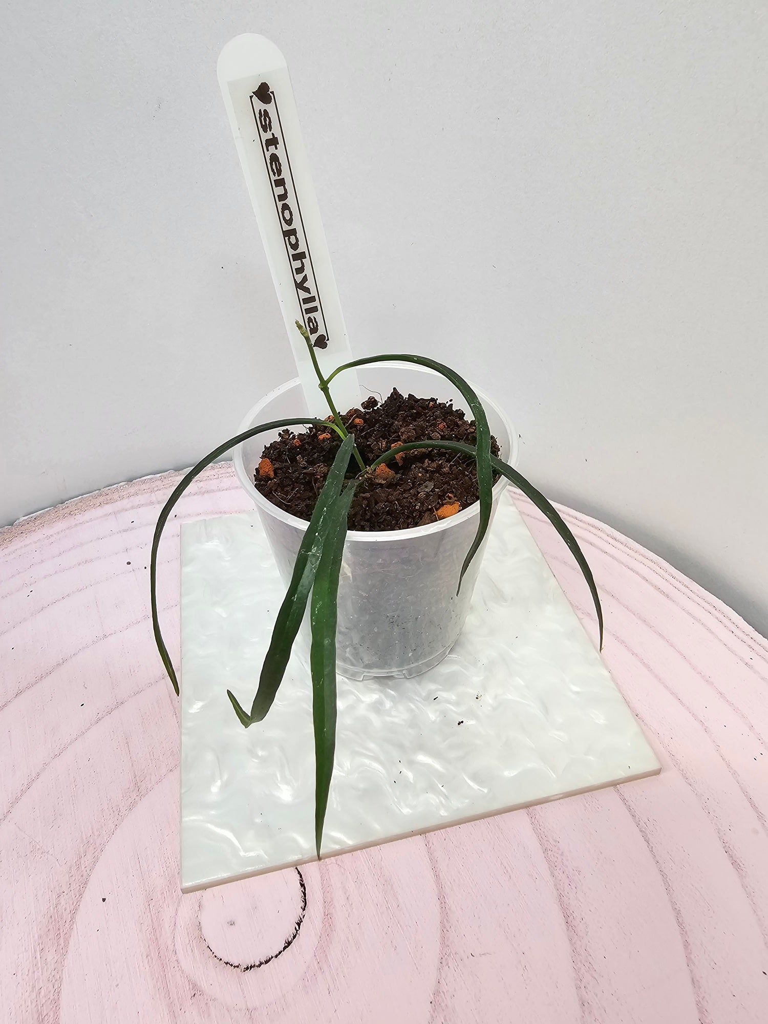 Hoya stenophylla