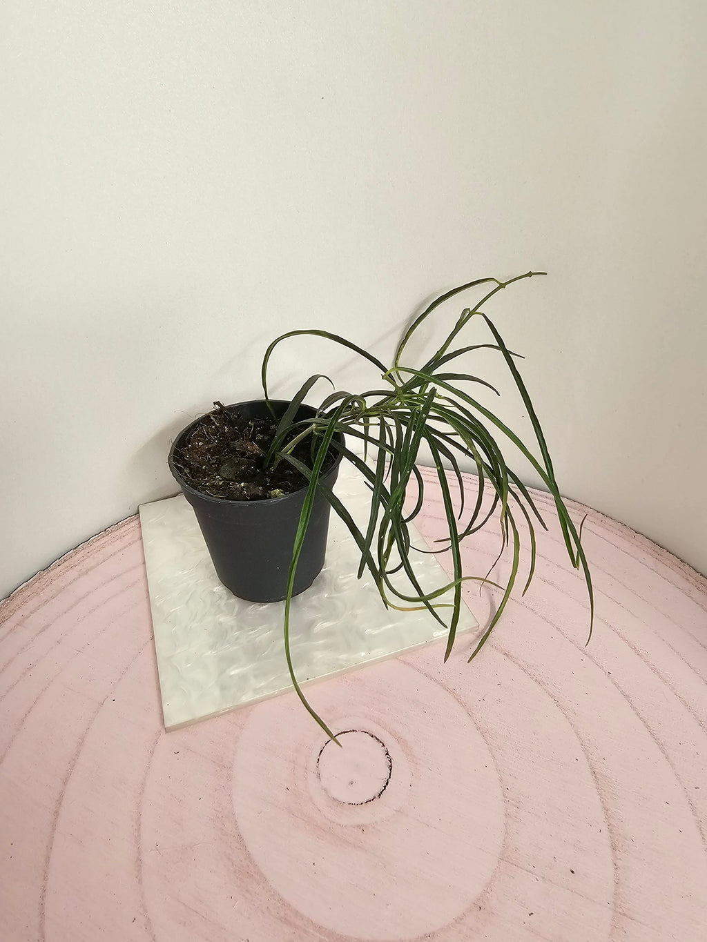 Hoya stenophylla