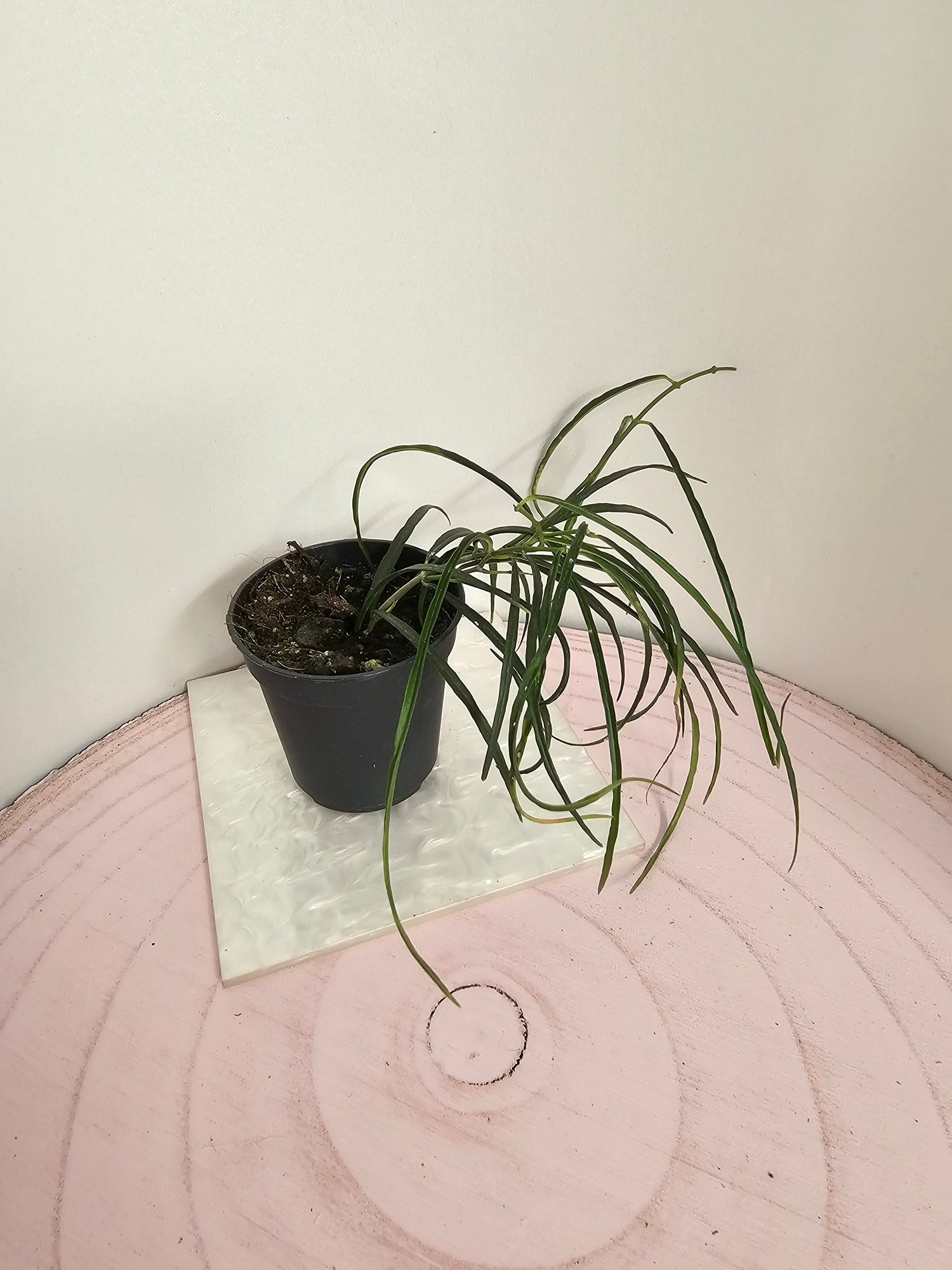 Hoya stenophylla
