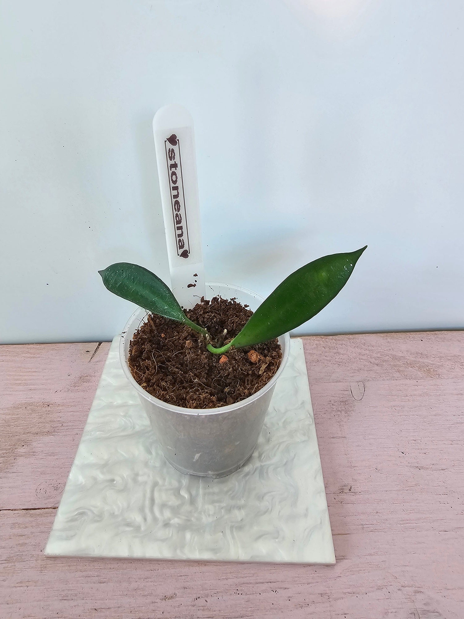 Hoya stoneana