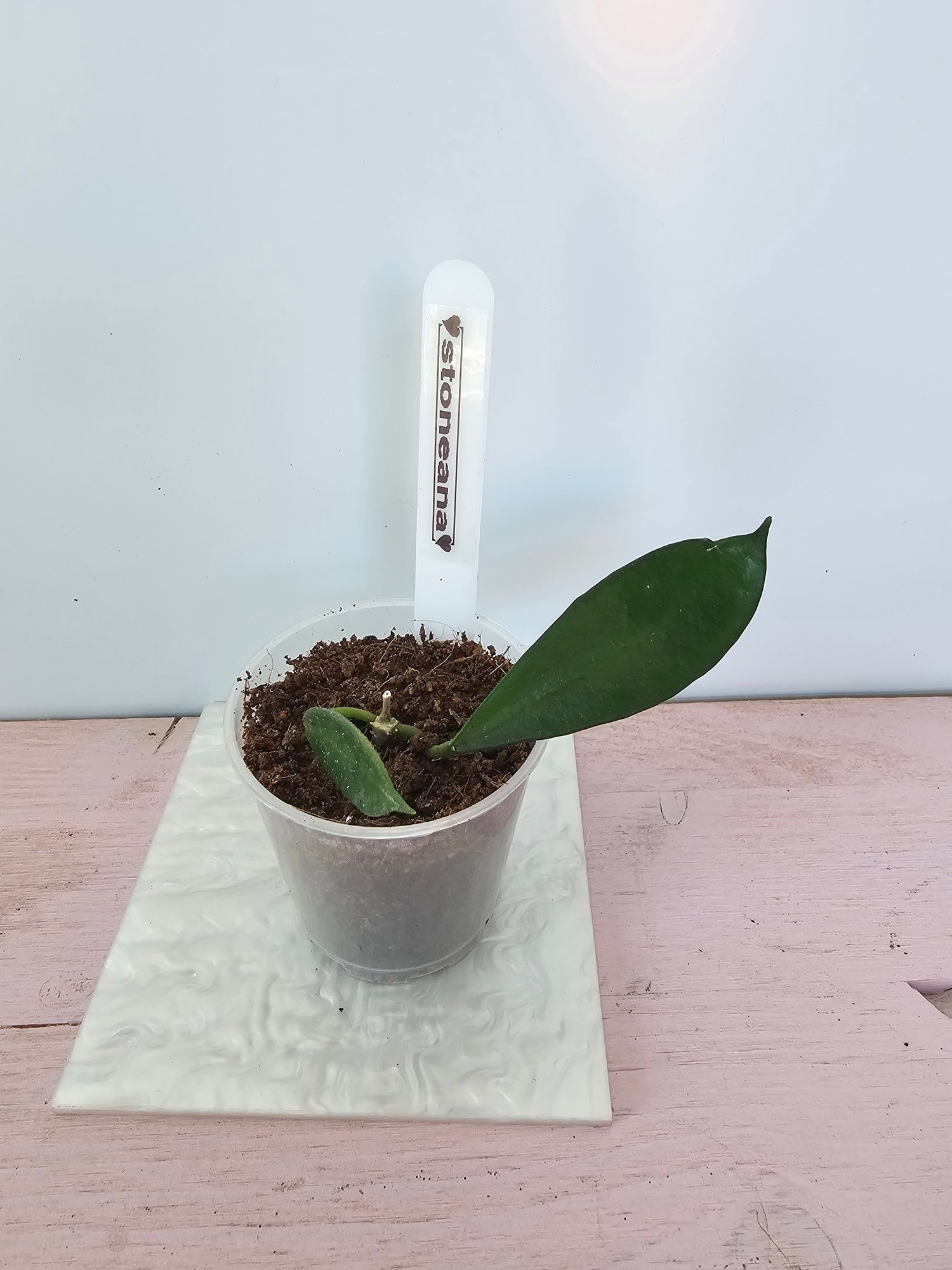 Hoya stoneana