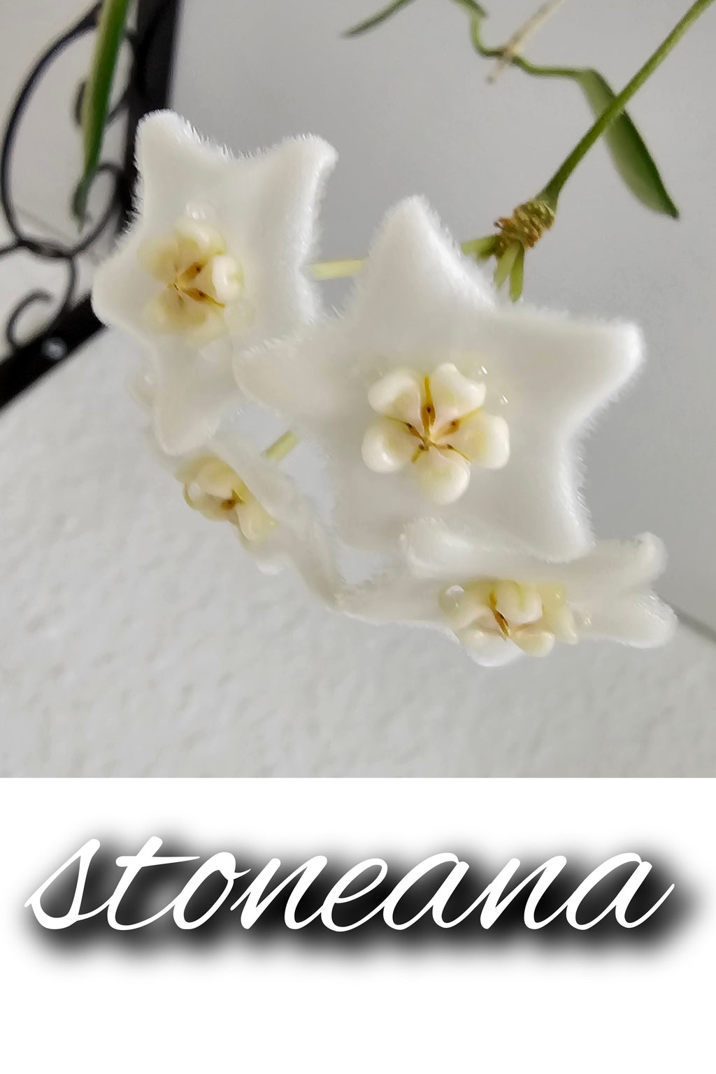 Hoya stoneana
