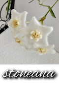 Hoya stoneana