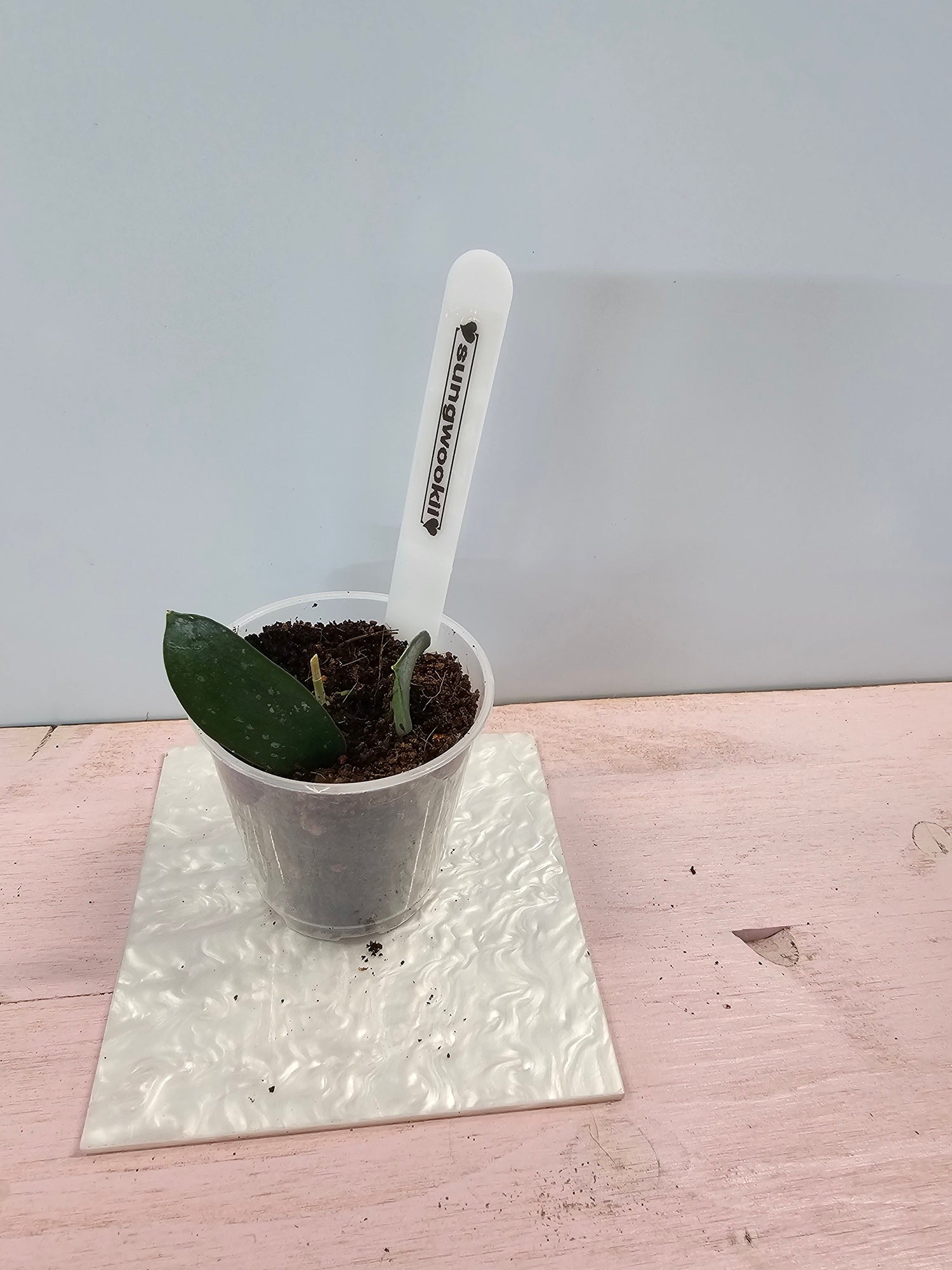 Hoya sungwookii splash