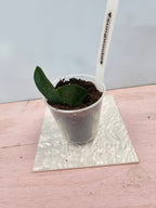 Hoya sungwookii splash