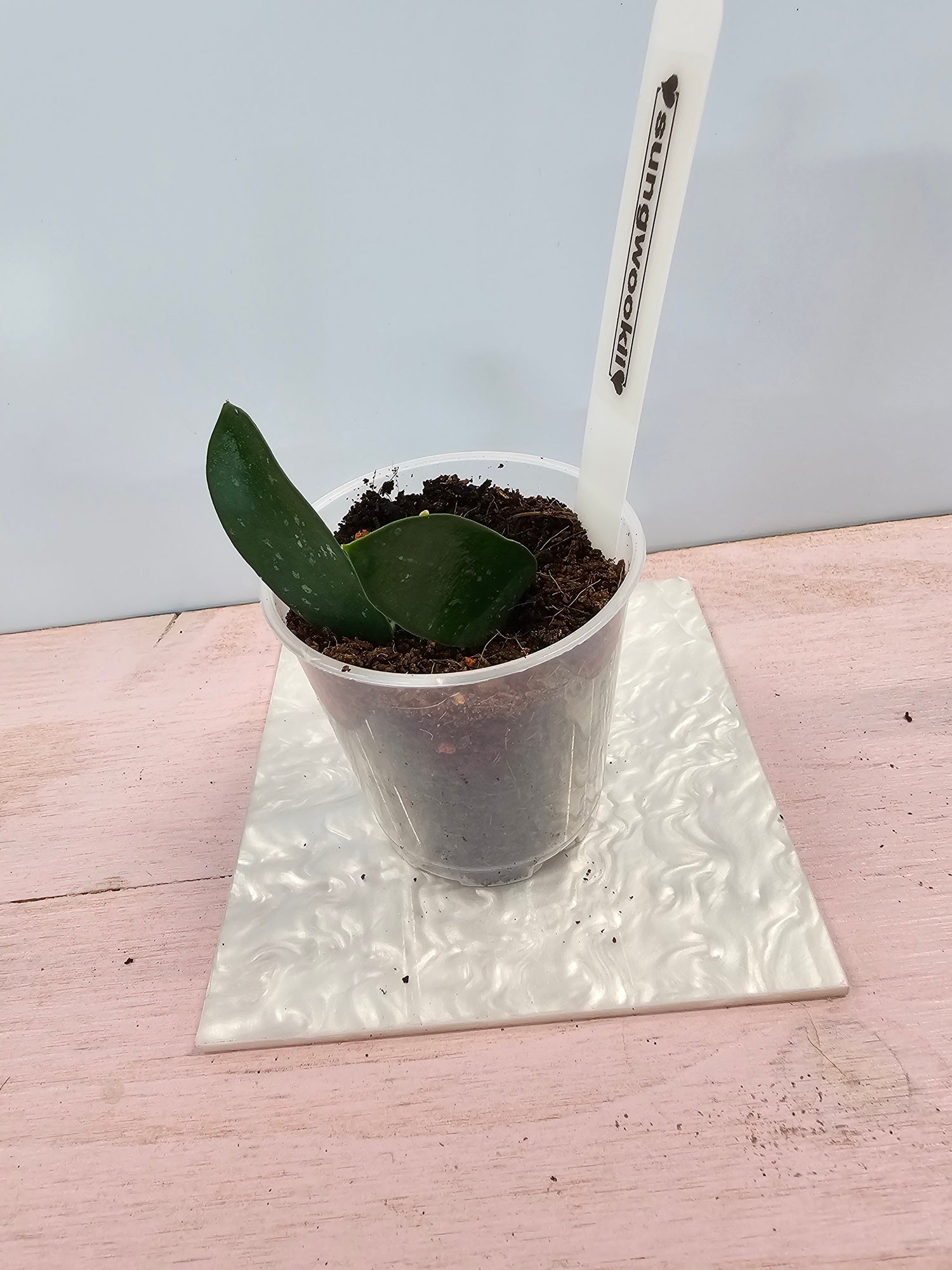 Hoya sungwookii splash