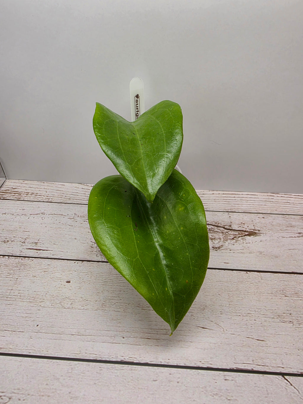 Hoya surigaoensis