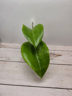 Hoya surigaoensis