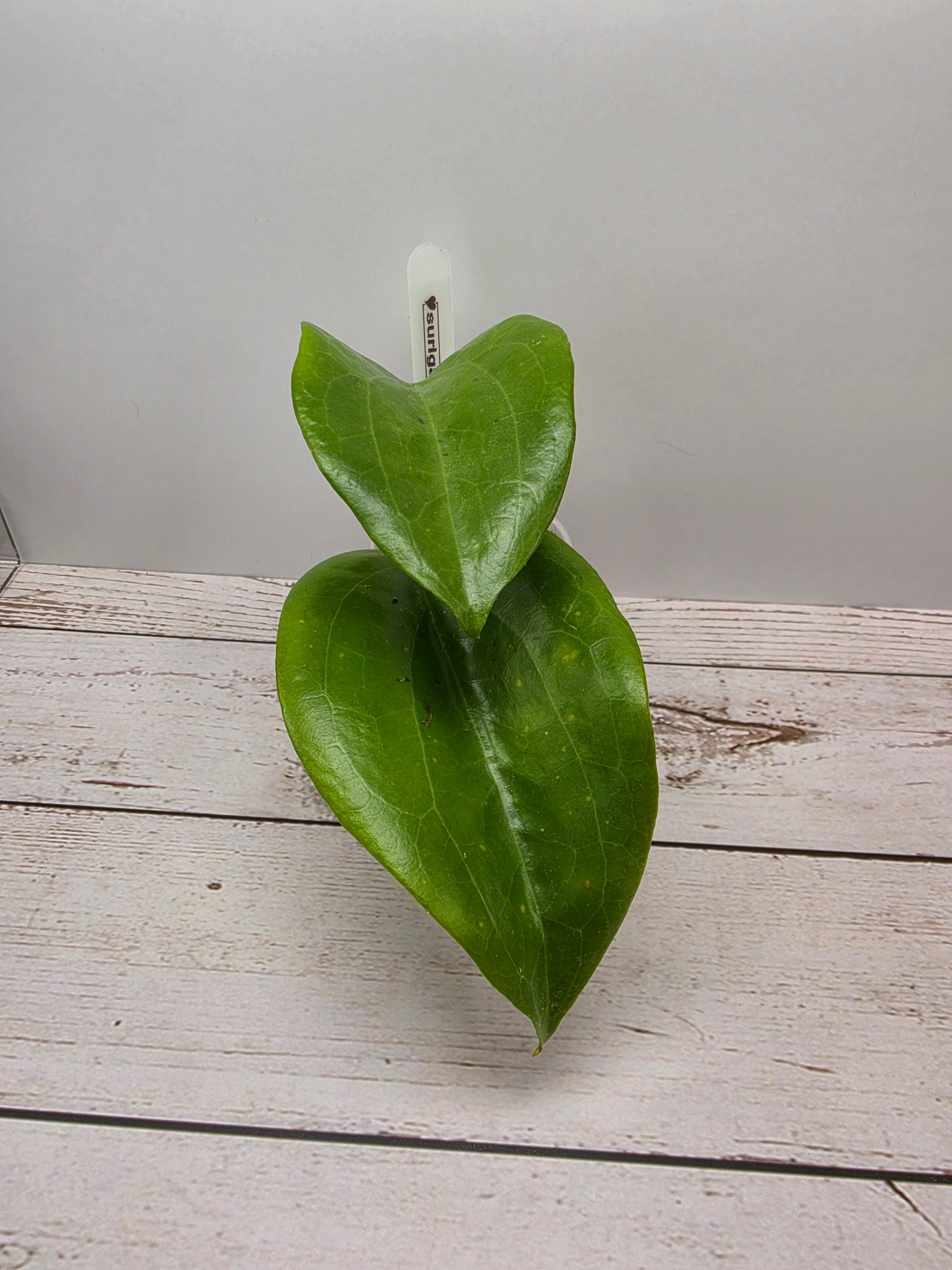Hoya surigaoensis