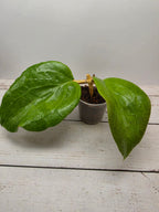 Hoya surigaoensis