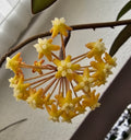 surigaoensis blüte