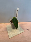 Hoya surisana