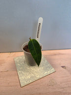 Hoya surisana
