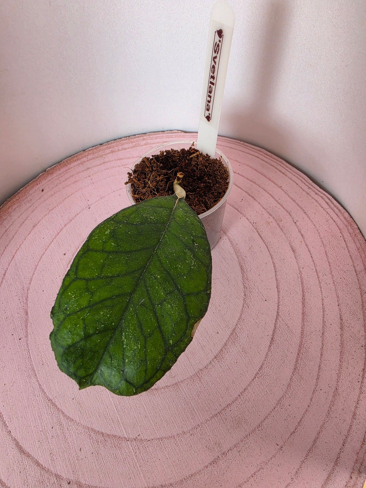 Hoya 'Svetlana'
