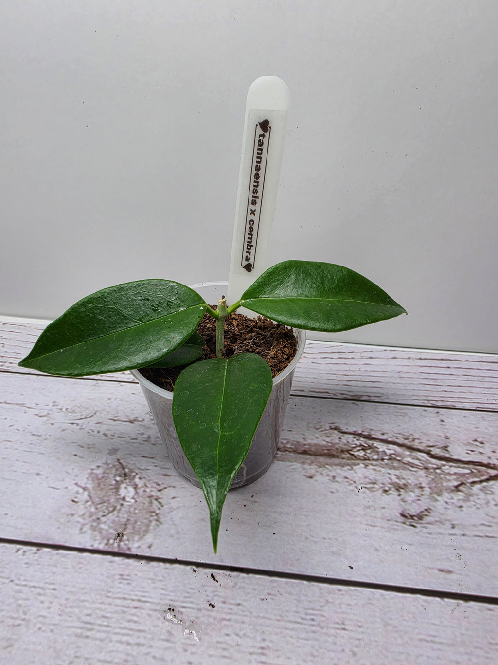 Hoya tannaensis x cembra