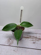 Hoya tannaensis x cembra