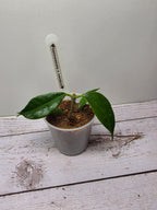 Hoya tannaensis x cembra