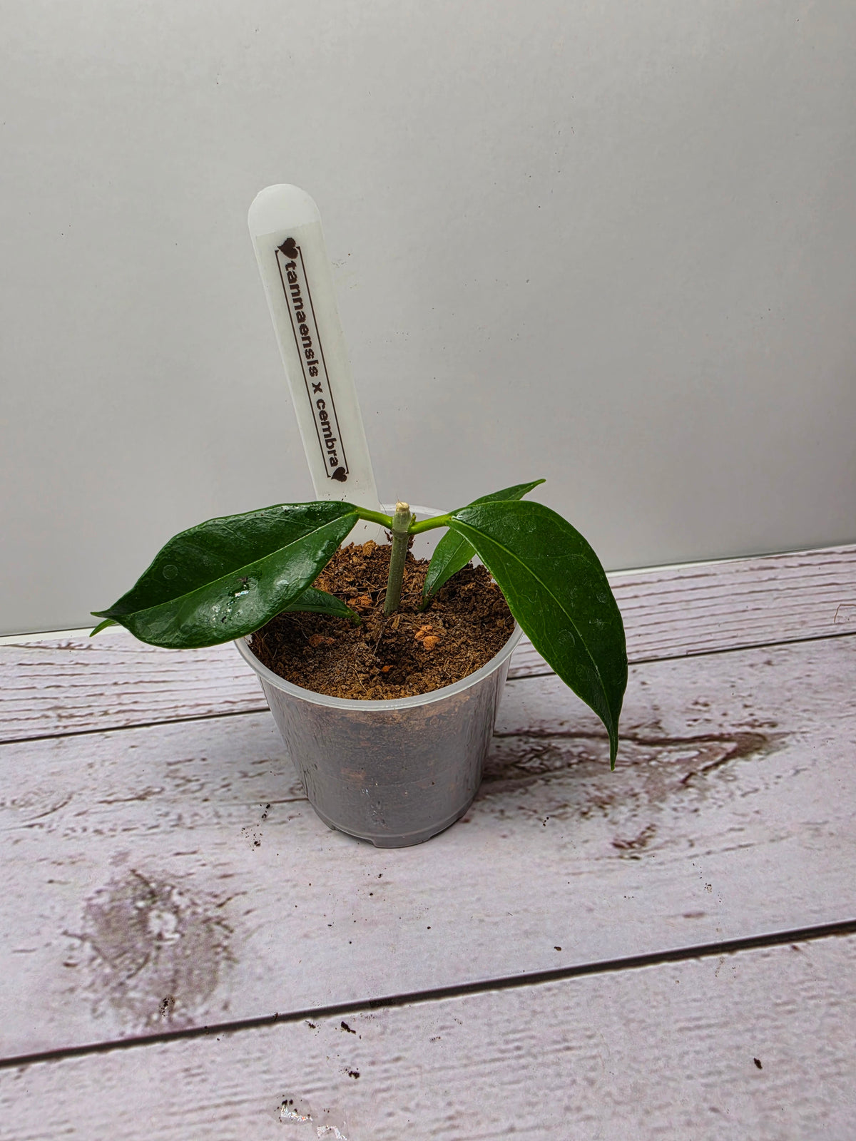 Hoya tannaensis x cembra