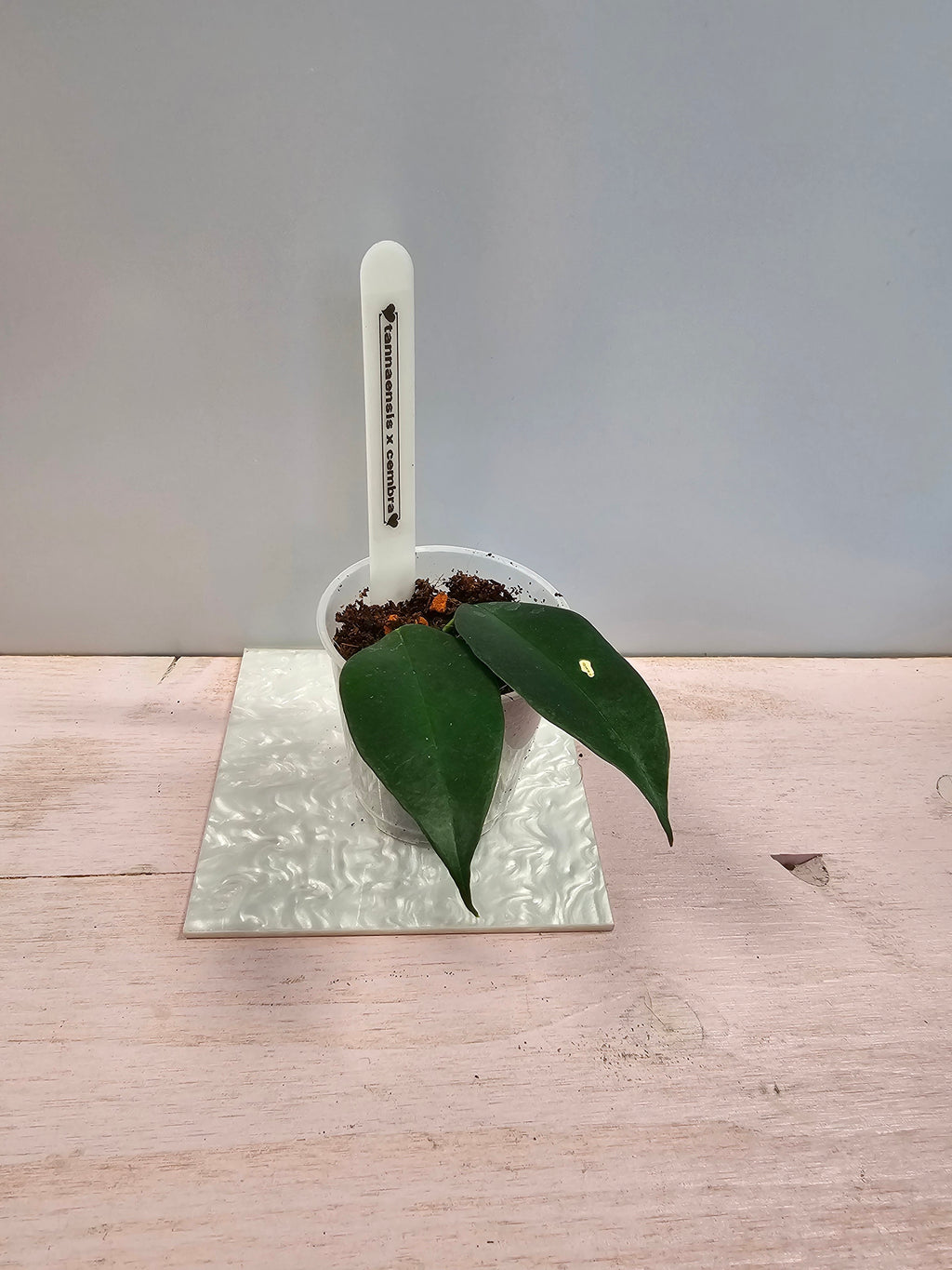 Hoya tannaensis x cembra