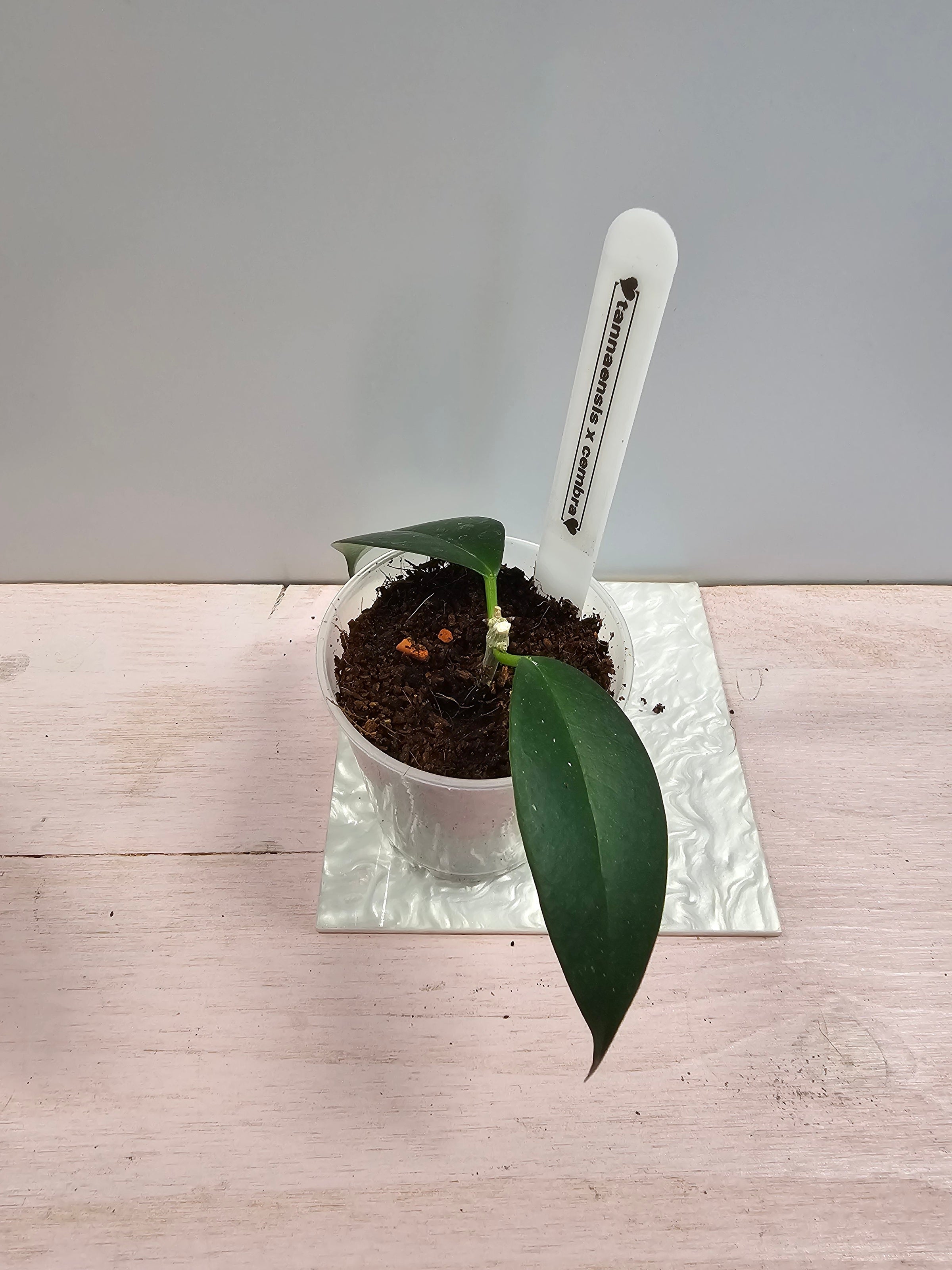 Hoya tannaensis x cembra