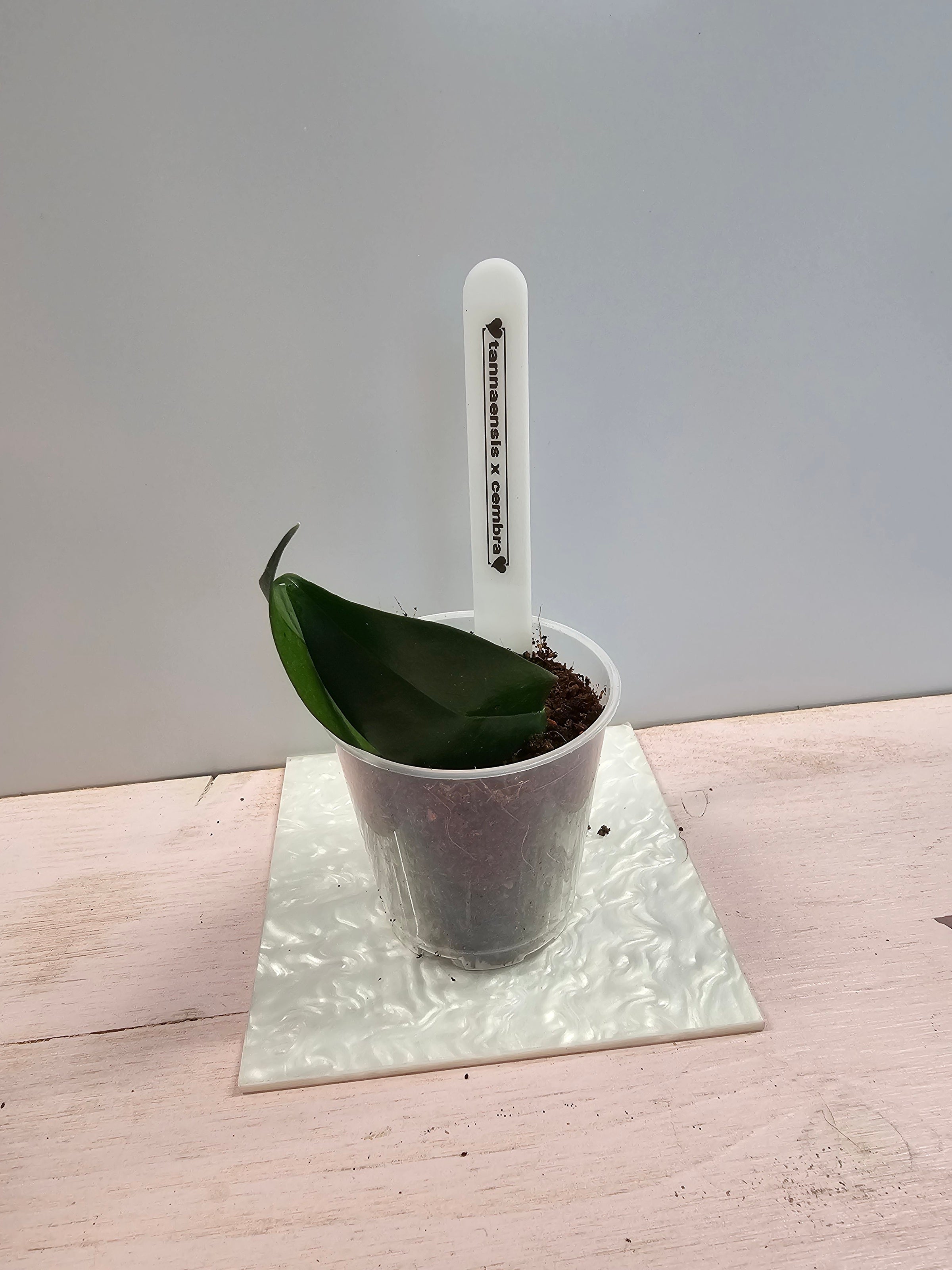 Hoya tannaensis x cembra