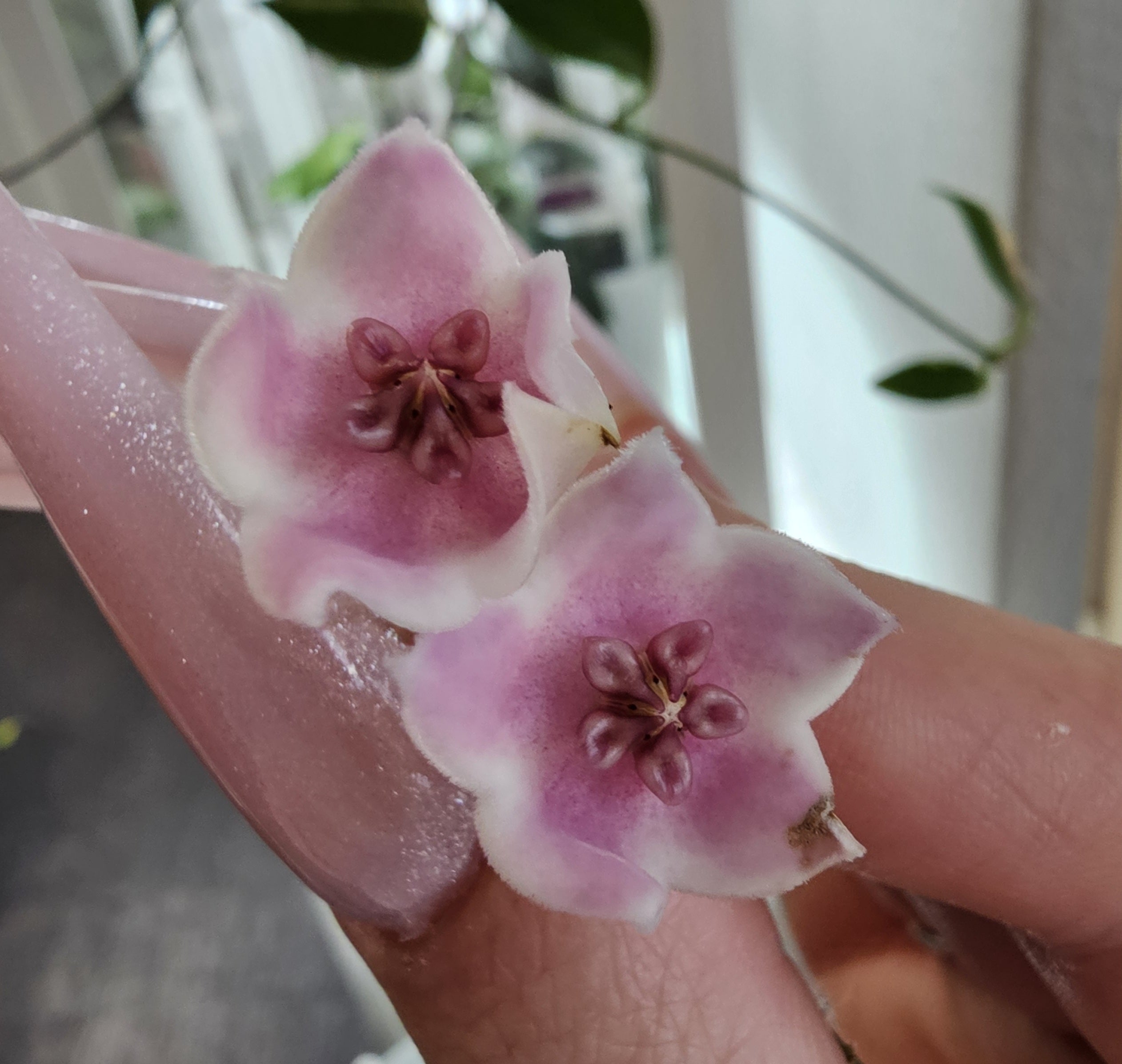 Hoya tannaensis x cembra