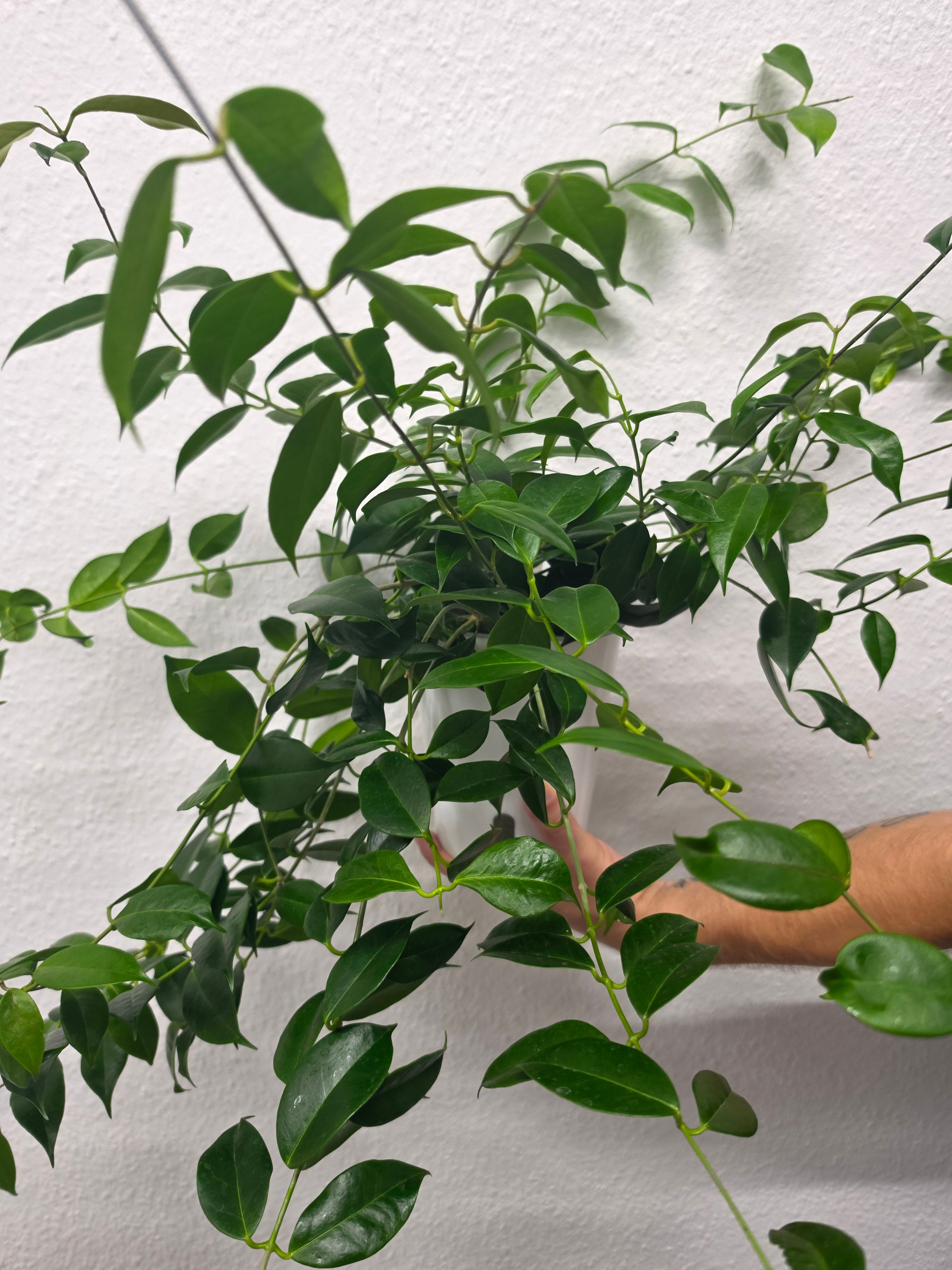 Hoya tannaensis x cembra cutting
