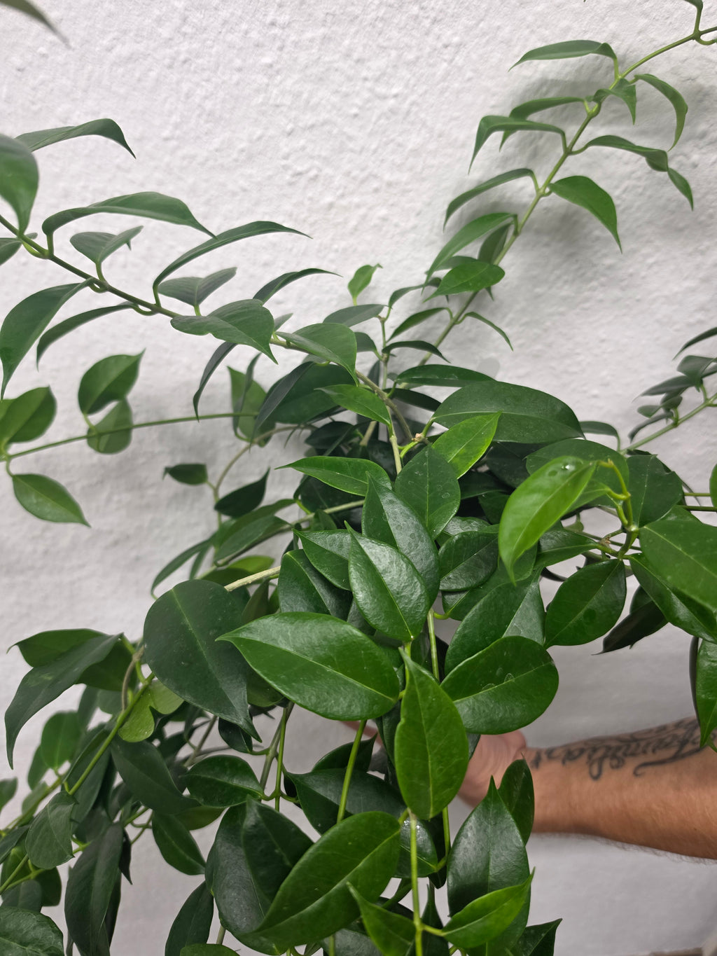 Hoya tannaensis x cembra cutting