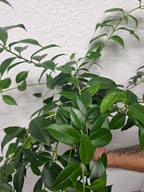 Hoya tannaensis x cembra cutting