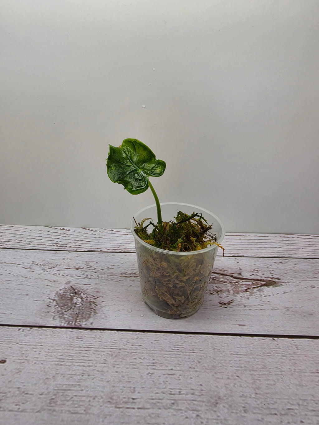 Alocasia Teletubbies