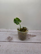 Alocasia Teletubbies