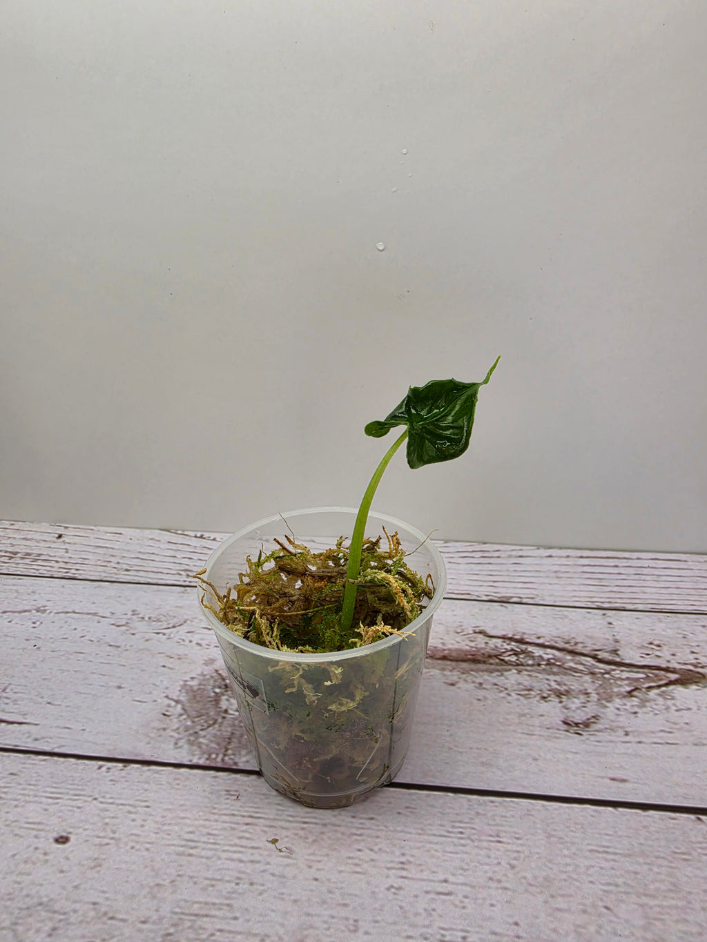 Alocasia Teletubbies