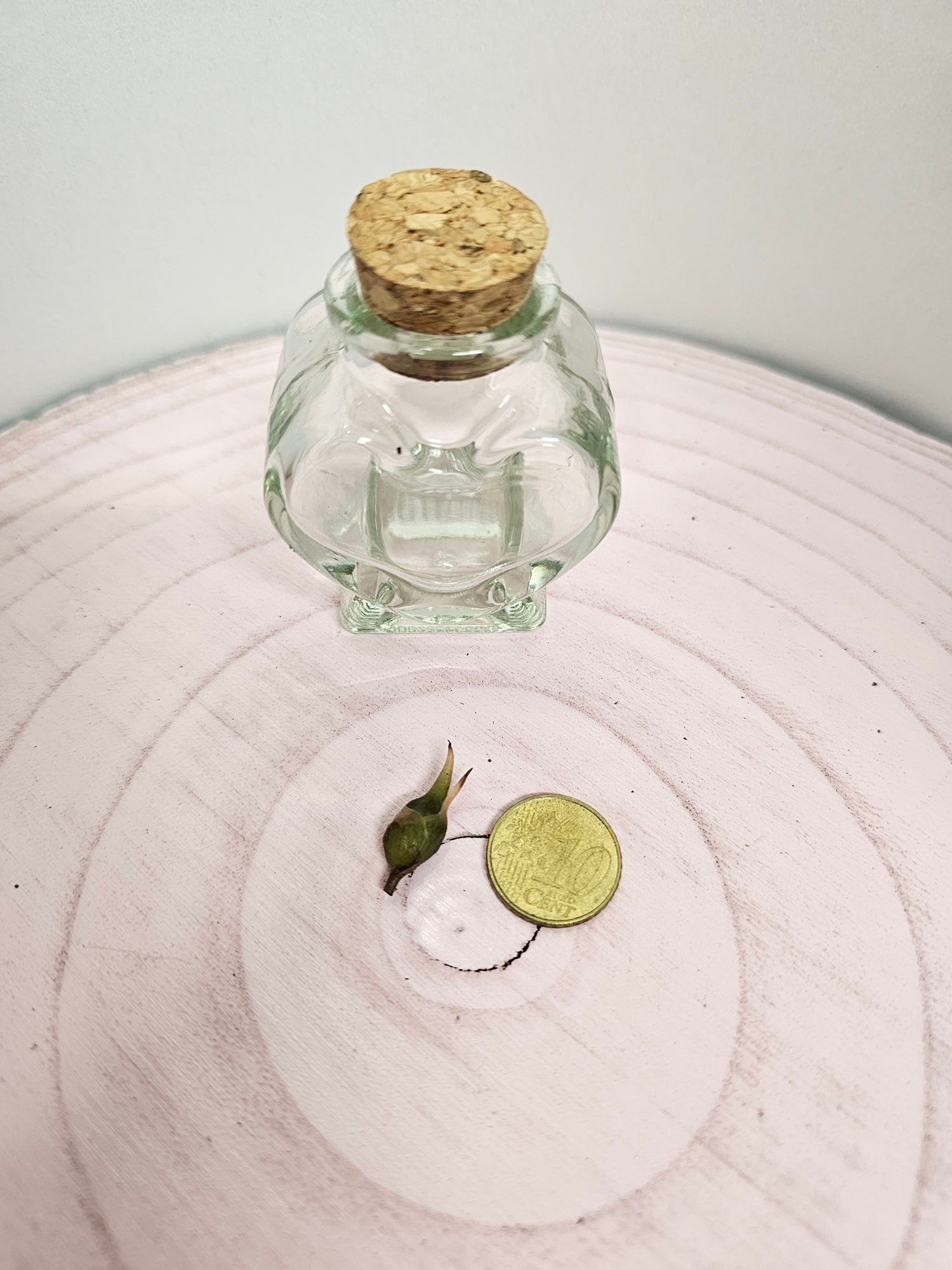 Alocasia teletubbies Rhizom