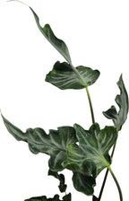 Alocasia teletubbies Rhizom