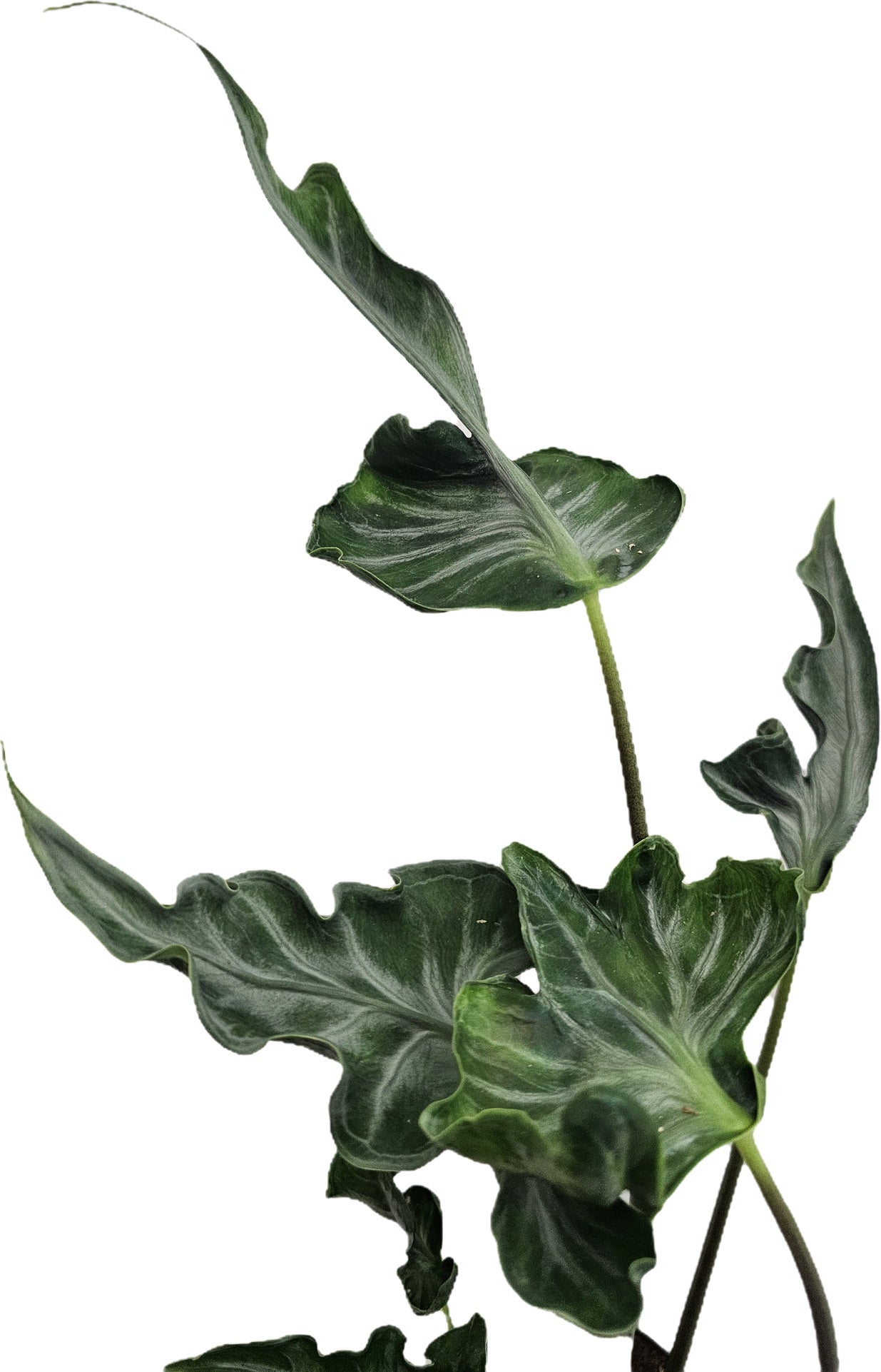 Alocasia teletubbies Rhizom