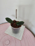 Hoya thomsonii