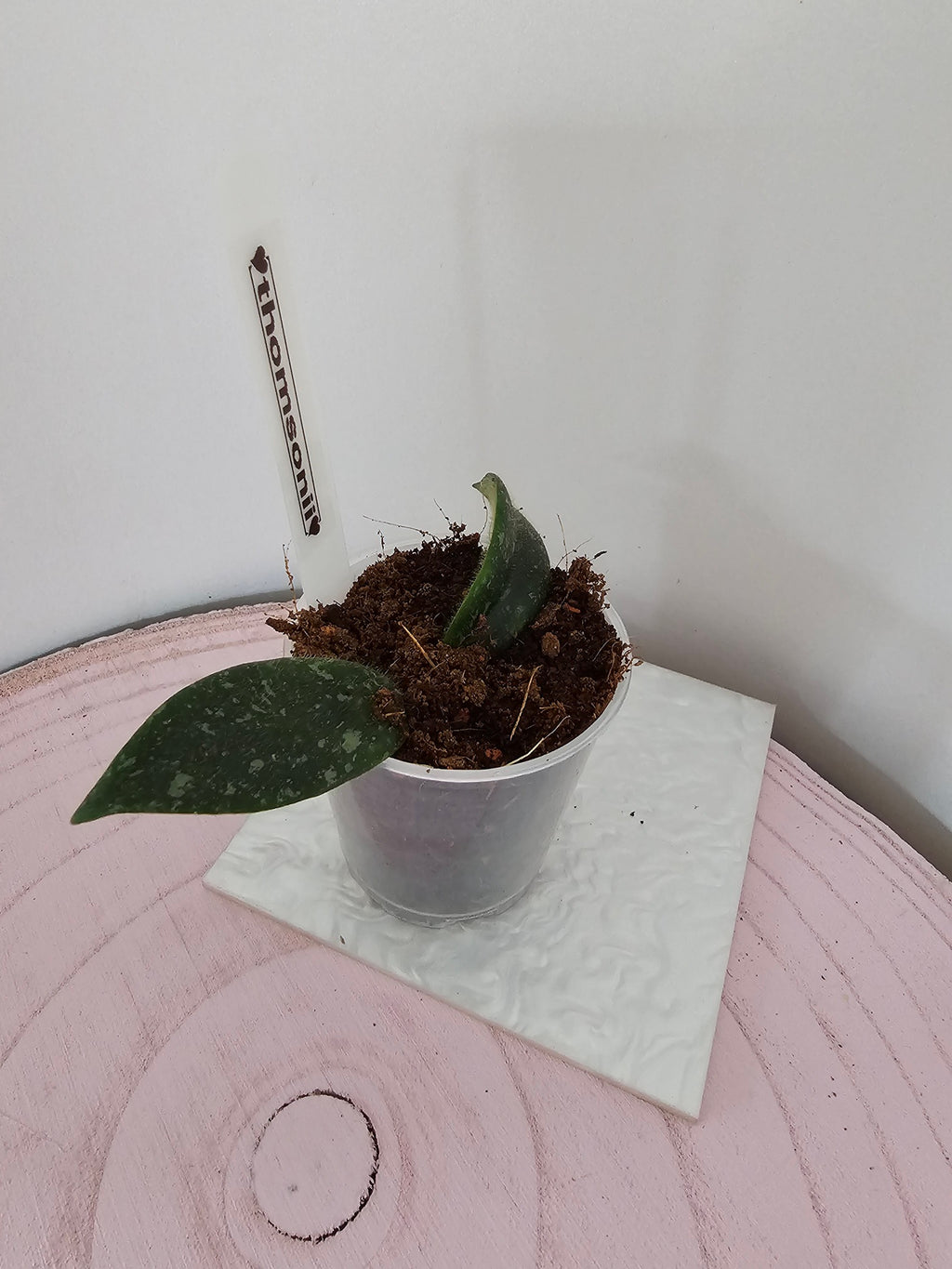 Hoya thomsonii