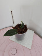 Hoya thomsonii
