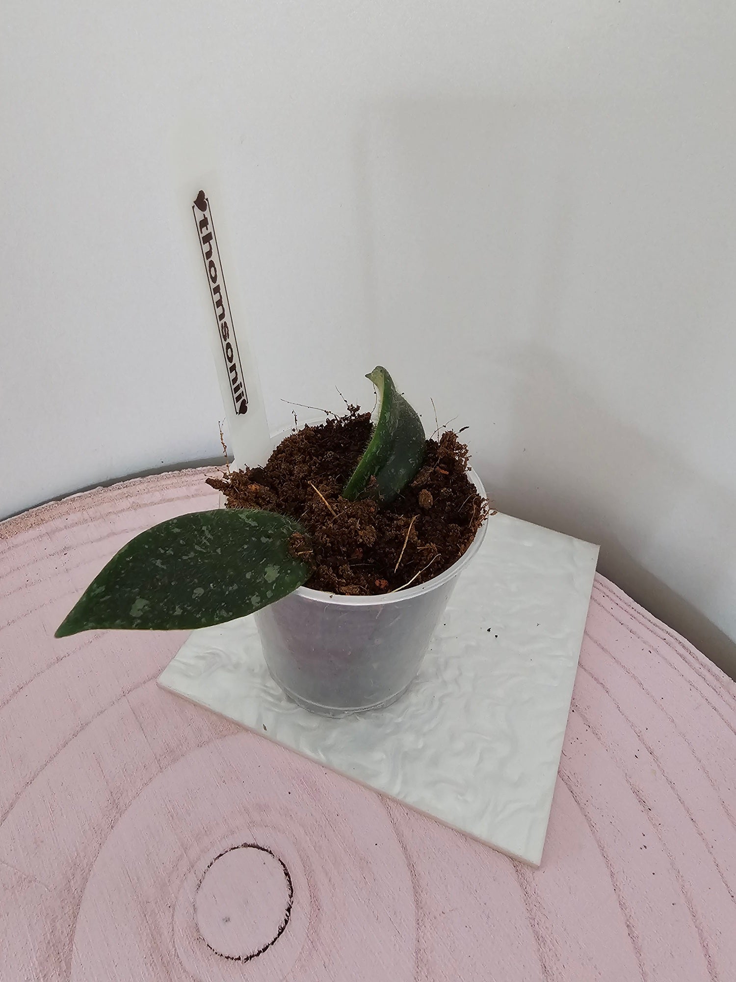 Hoya thomsonii