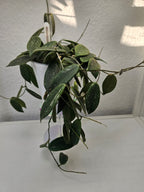 Hoya thomsonii white cutting