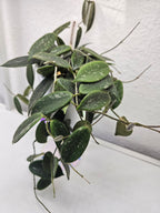 Hoya thomsonii white cutting