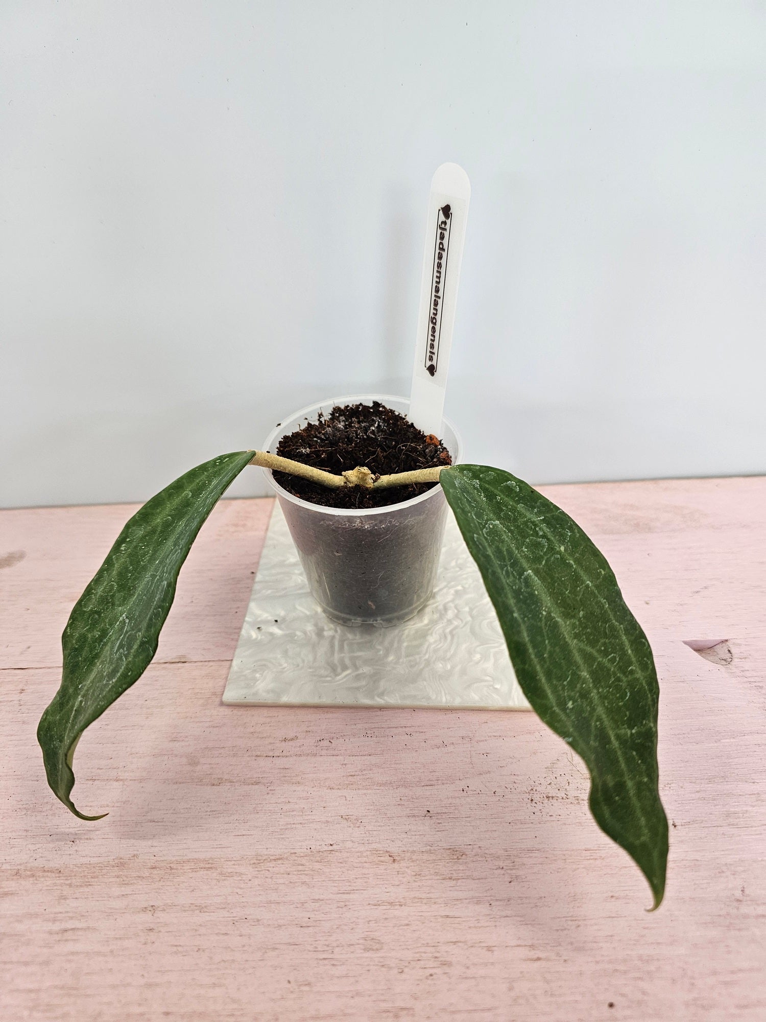 Hoya tjadasmalangensis