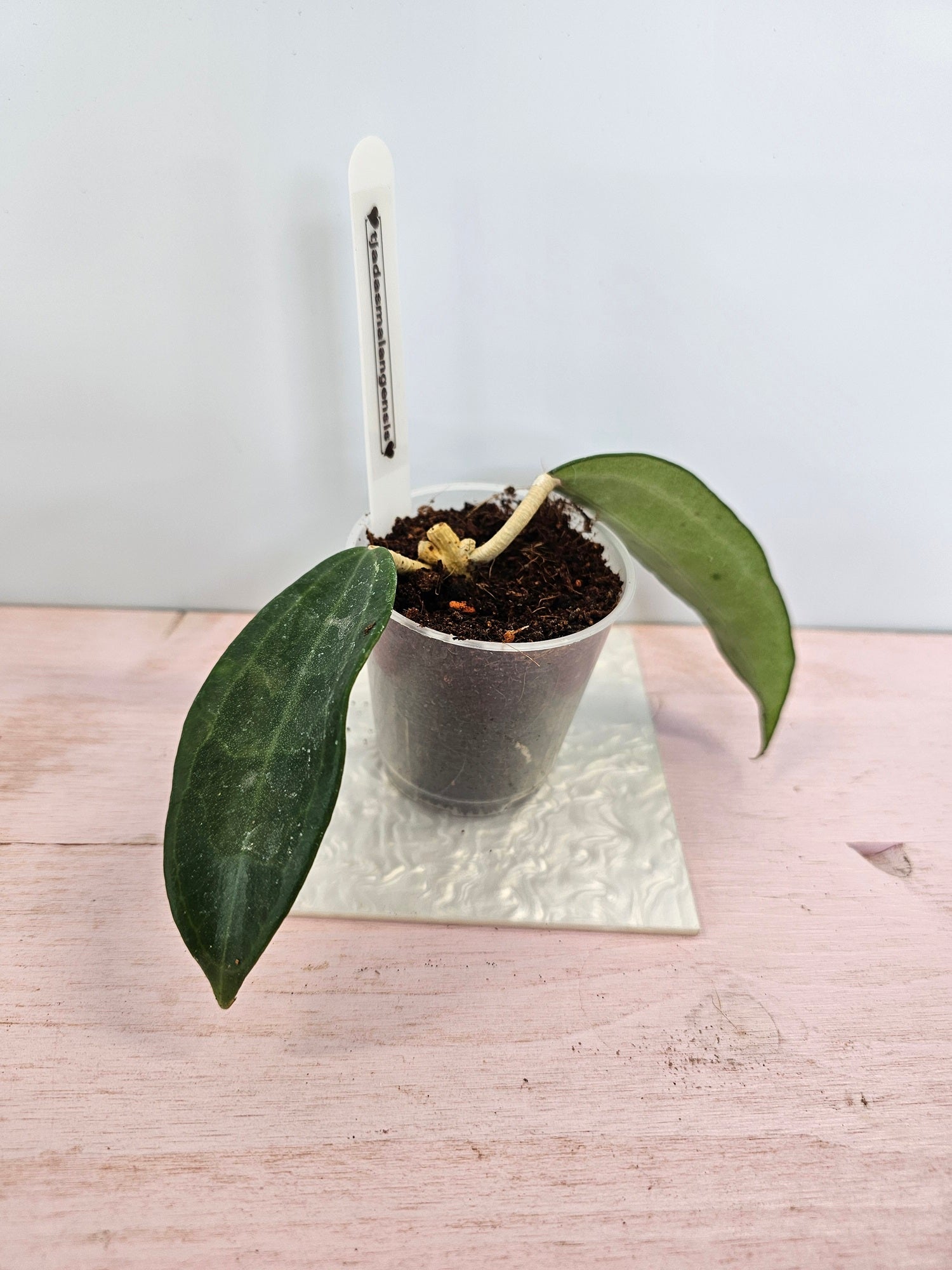 Hoya tjadasmalangensis