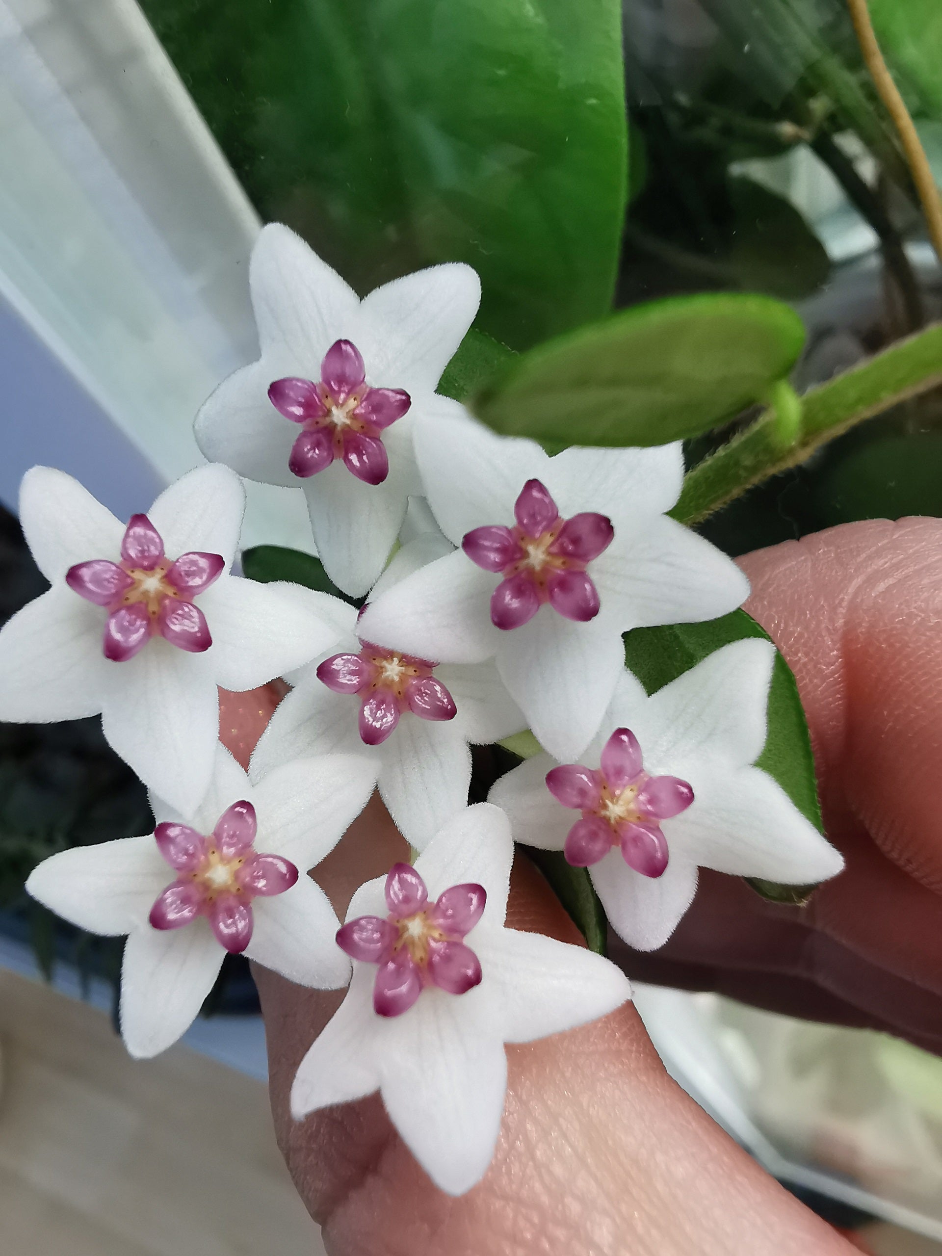 Hoya vaccinioides ex weebella