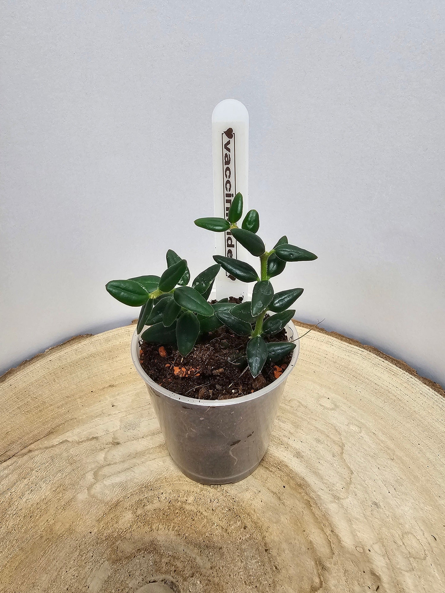 Hoya vaccinioides ex weebella